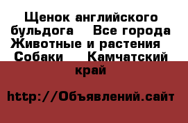 Щенок английского бульдога  - Все города Животные и растения » Собаки   . Камчатский край